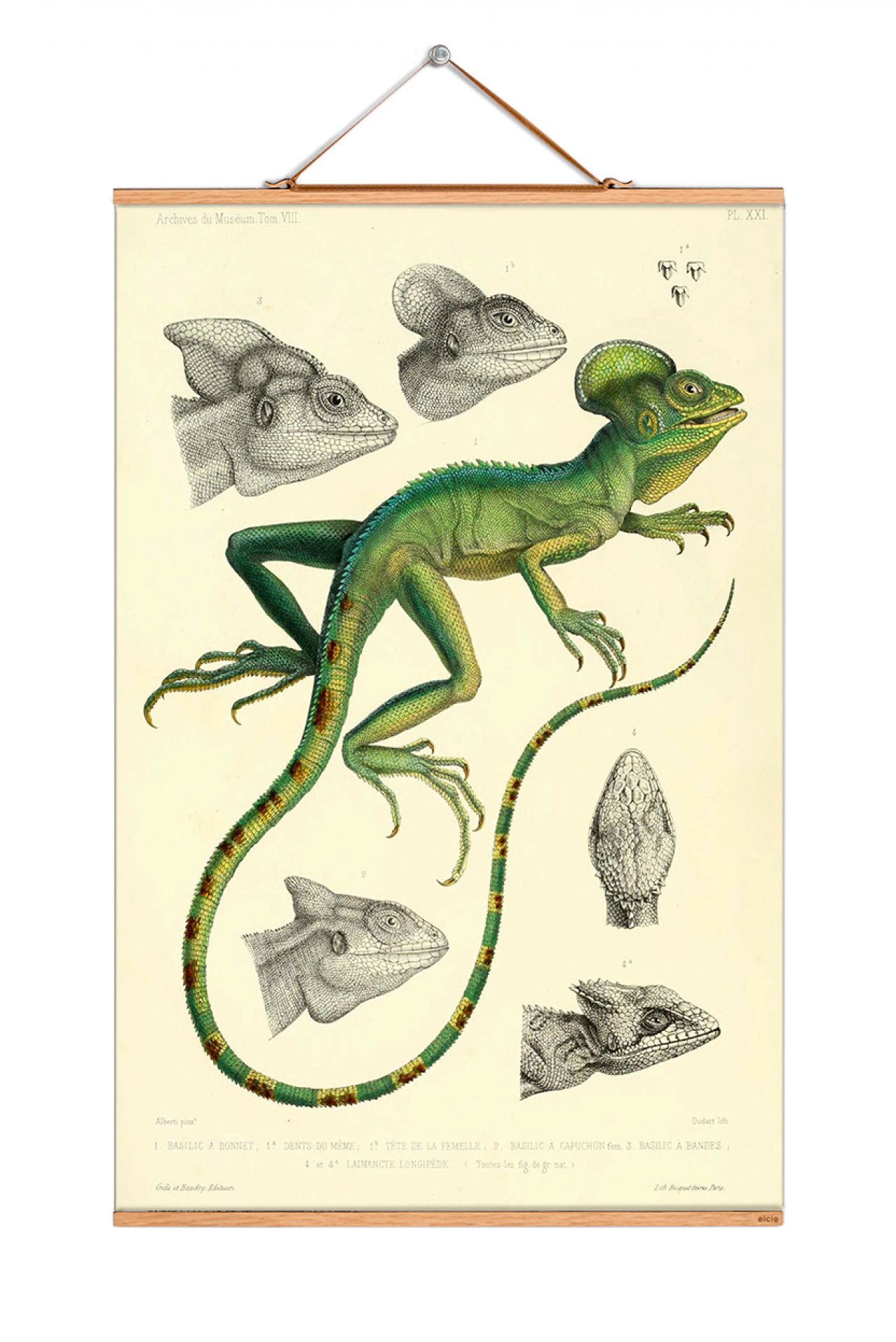 Animals Poster No 126 eicie EINZELSTÜCK